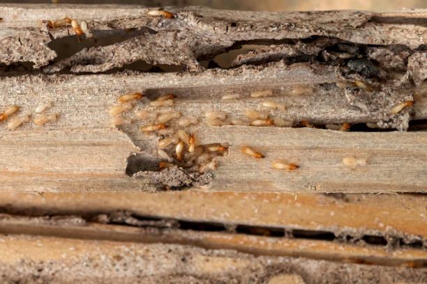 Best Wildlife Control Services  in Bethany, OK