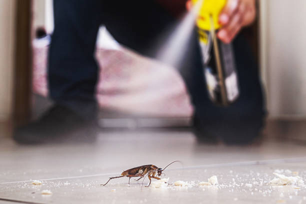 Best Ant Control Services  in Bethany, OK